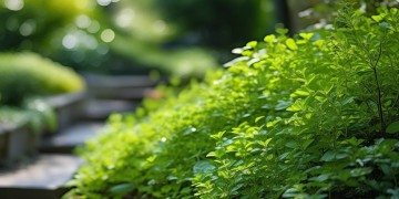 物业绿植究竟用什么肥？